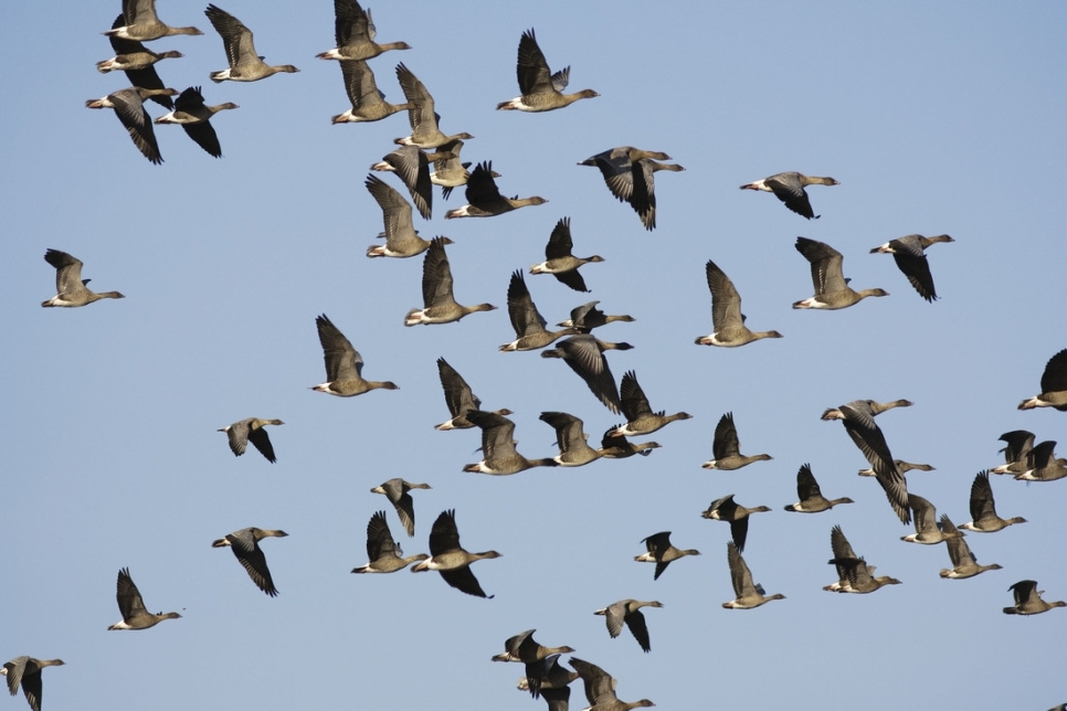 Extremely rare breeding of pink-footed geese at WWT Martin Mere